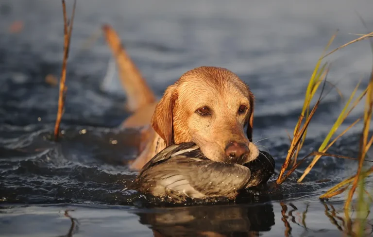 Versatile Hunting Dogs
