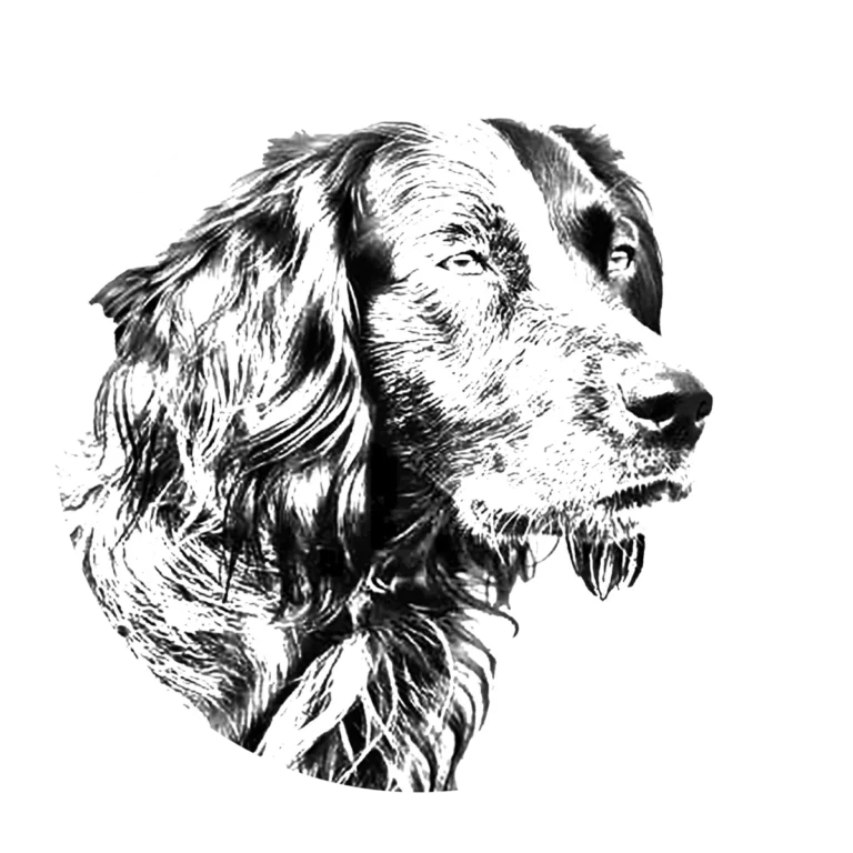 Versatile Hunting Dogs