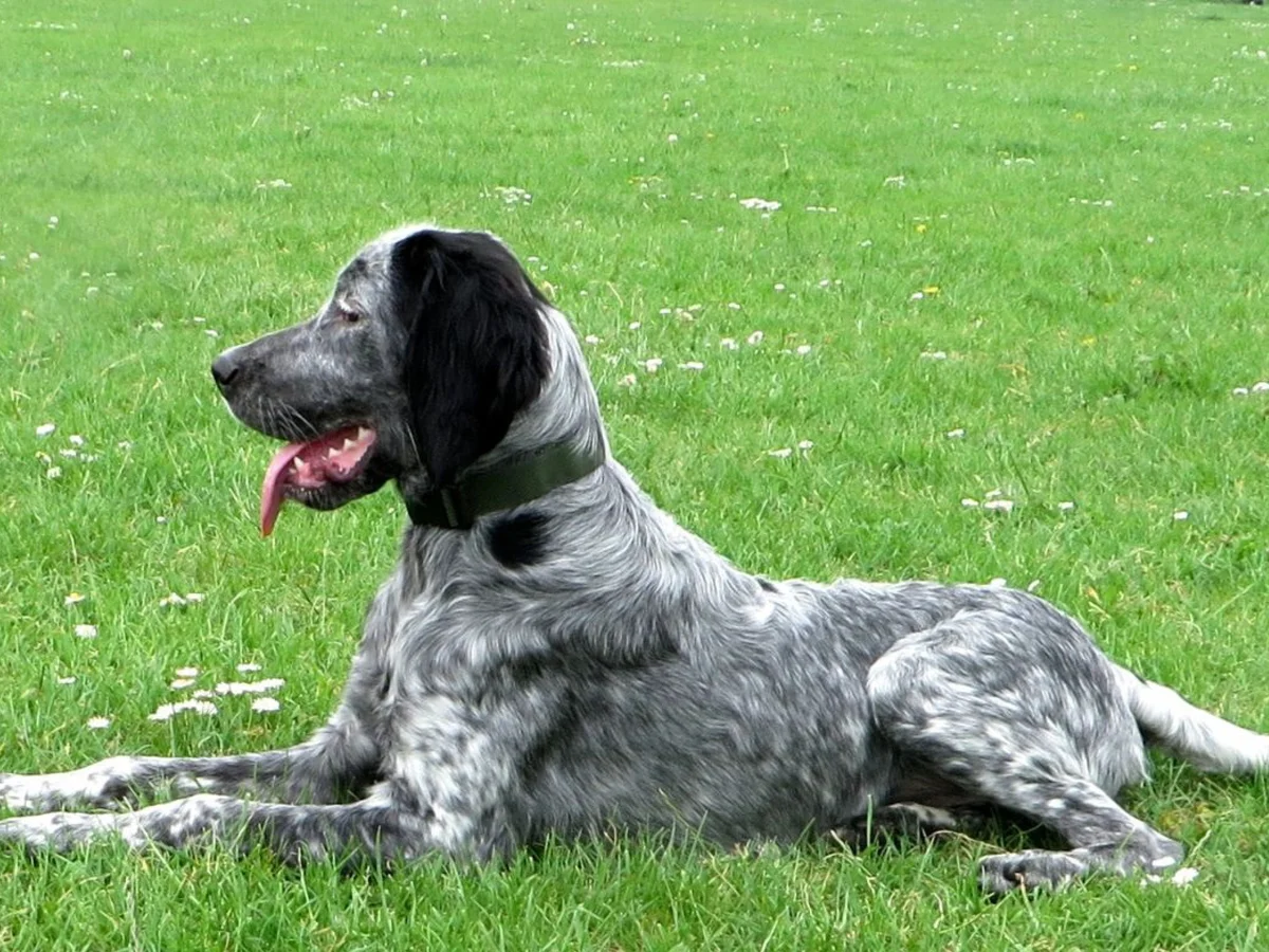 Versatile Hunting Dogs