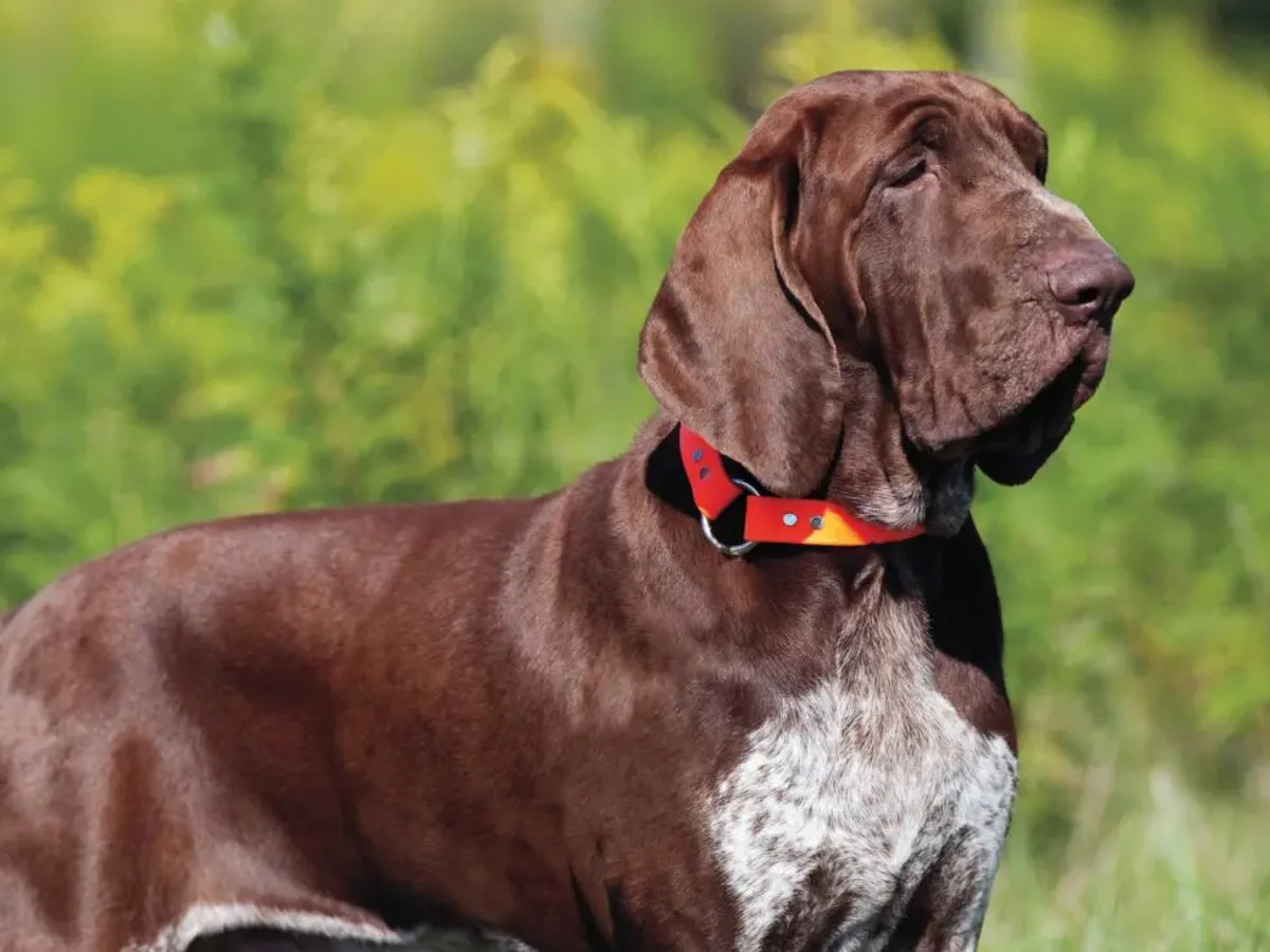 Versatile Hunting Dogs