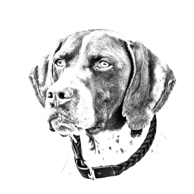Versatile Hunting Dogs