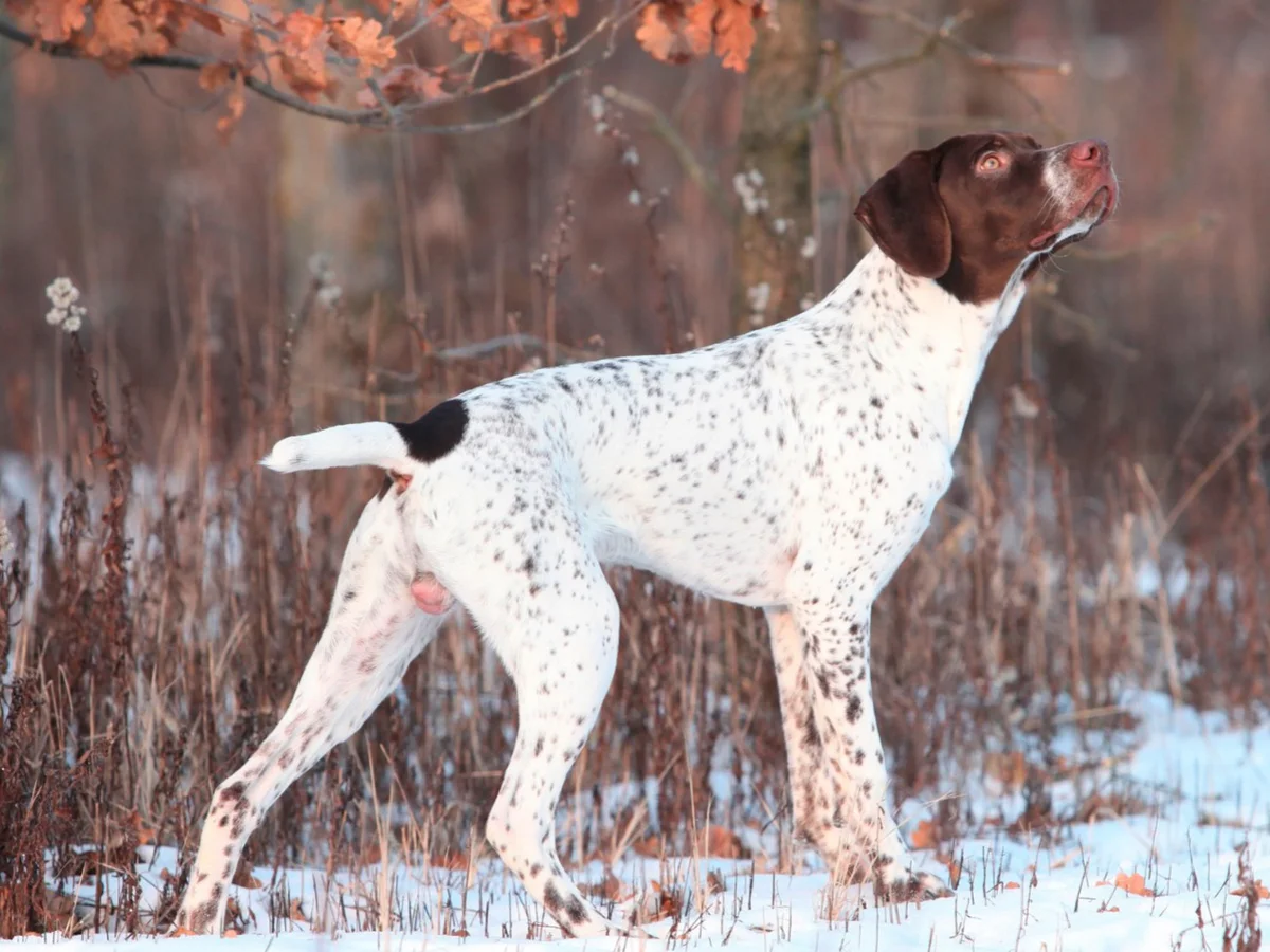 Versatile Hunting Dogs