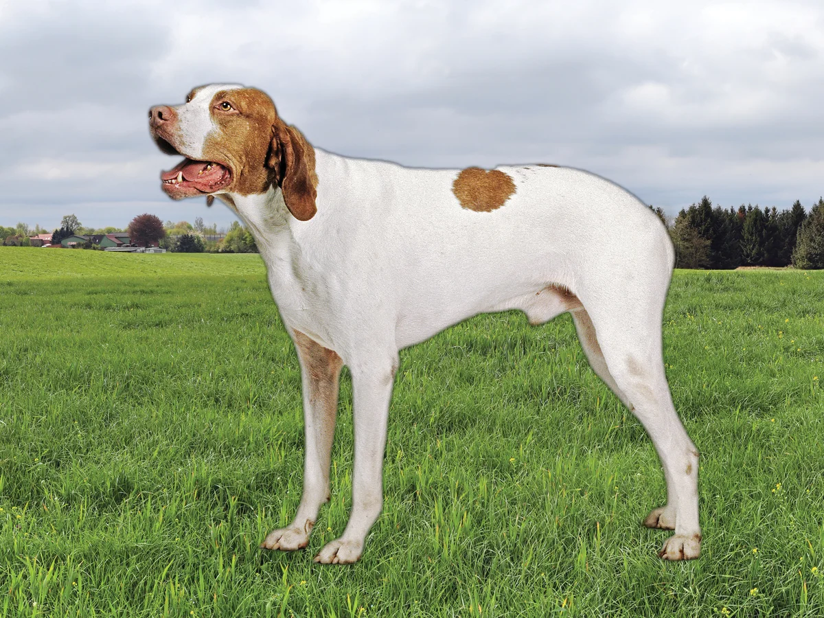 Versatile Hunting Dogs