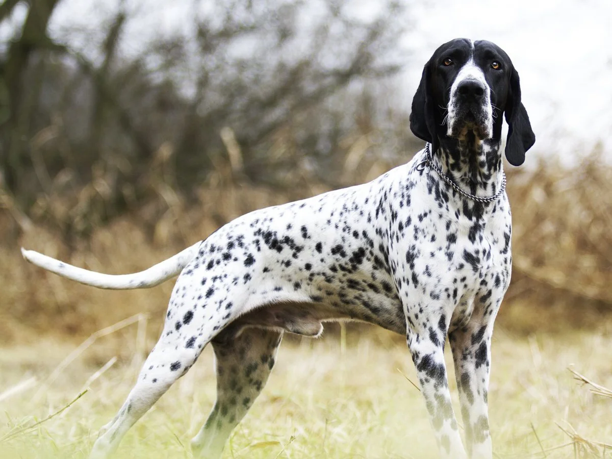 Versatile Hunting Dogs