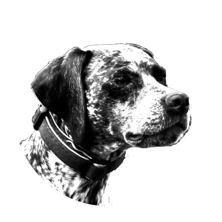 Versatile Hunting Dogs