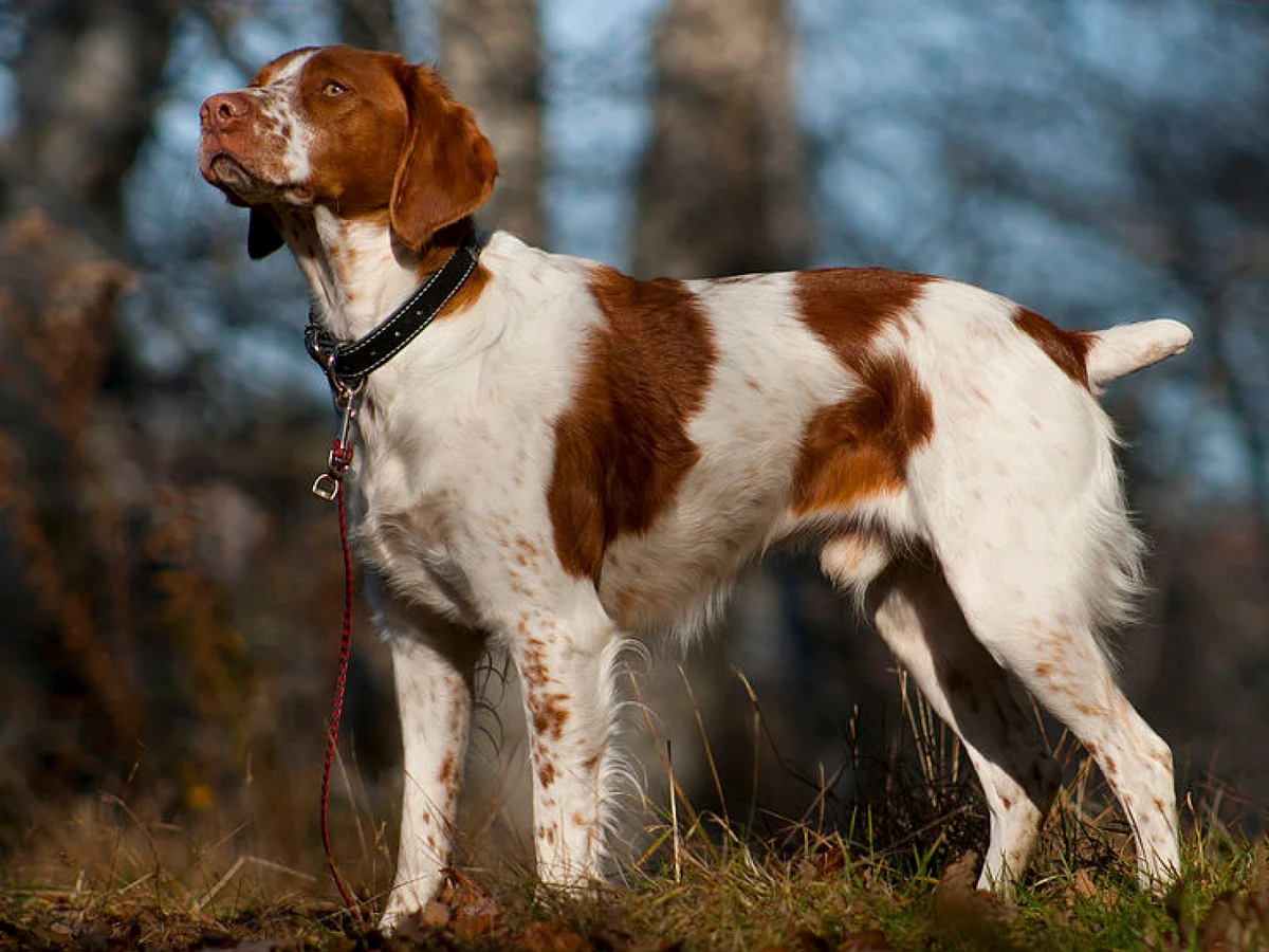Versatile Hunting Dogs