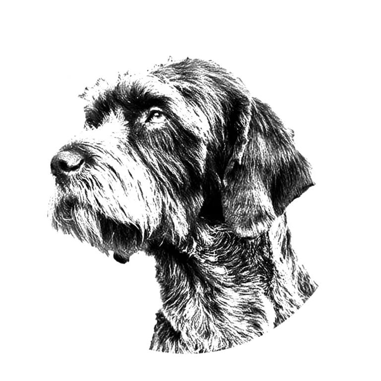 Versatile Hunting Dogs