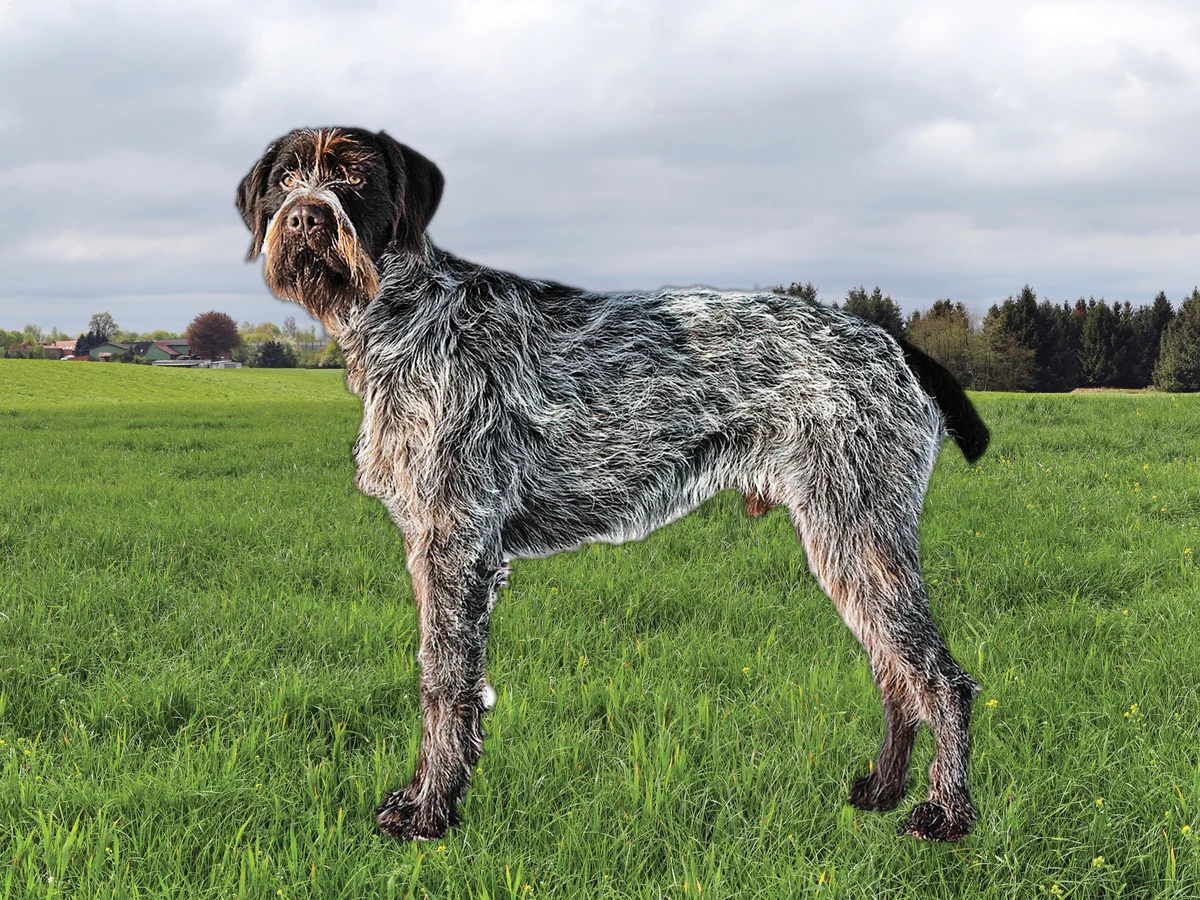 Versatile Hunting Dogs
