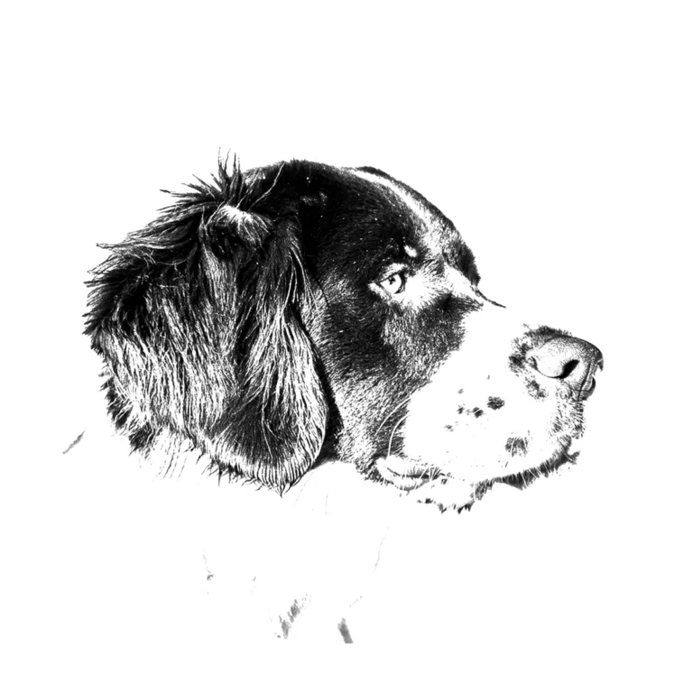 Versatile Hunting Dogs