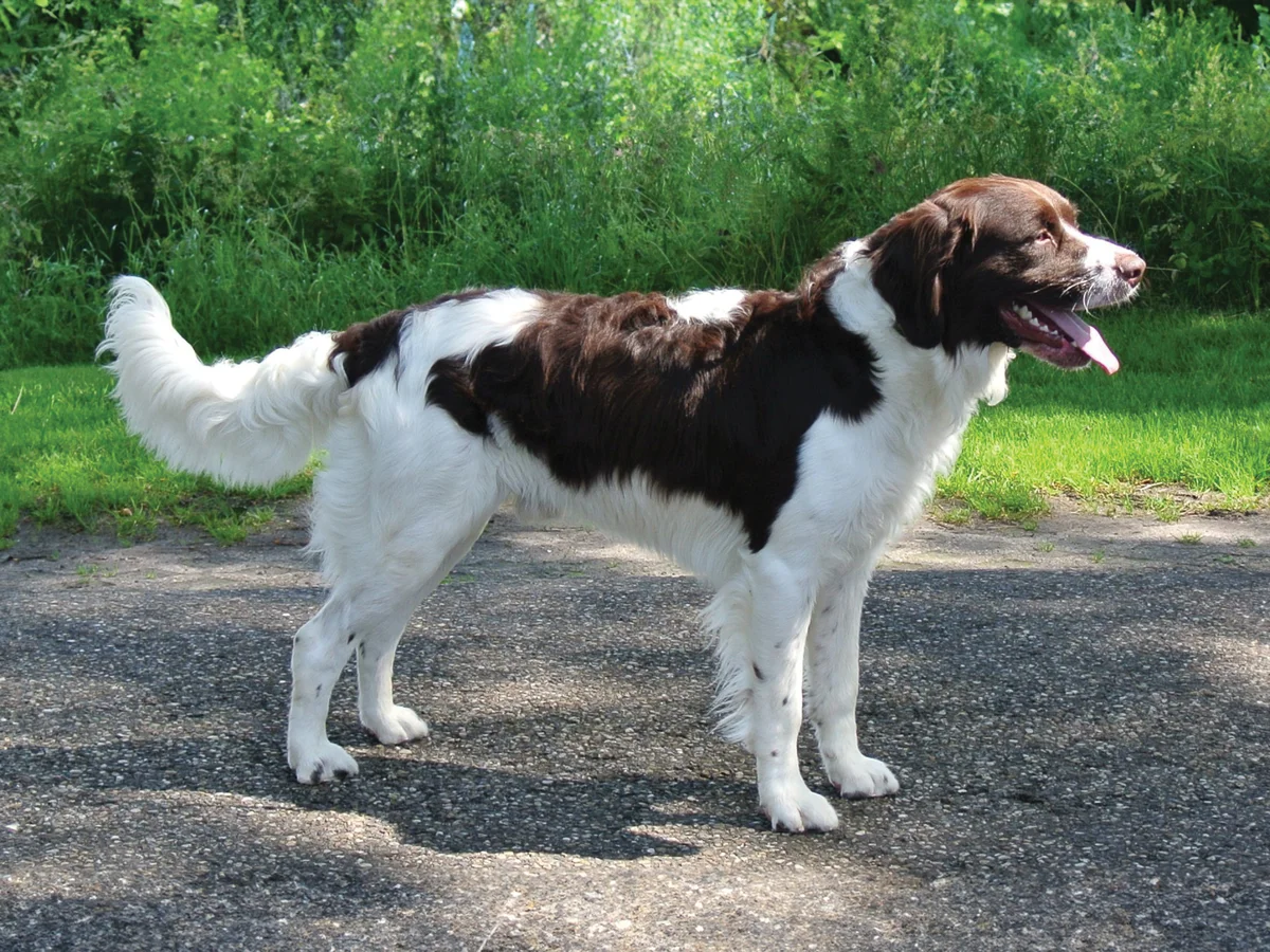 Versatile Hunting Dogs