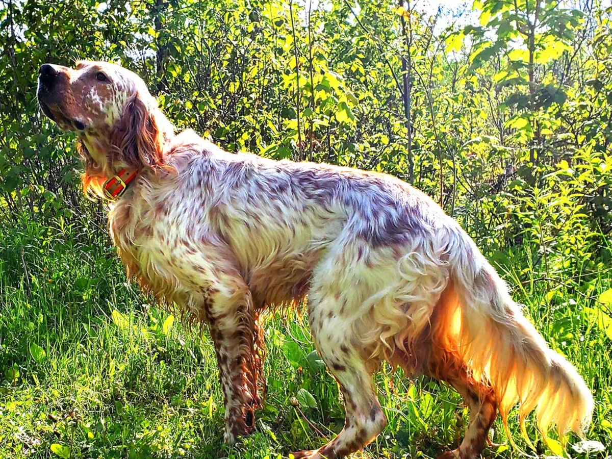 Versatile Hunting Dogs