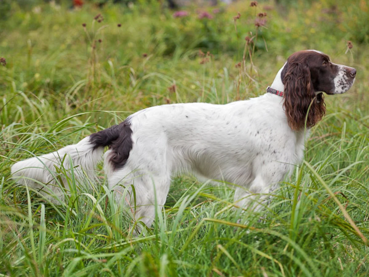 Versatile Hunting Dogs