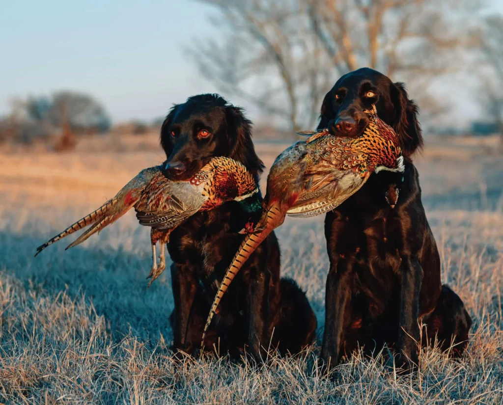 Versatile Hunting Dogs