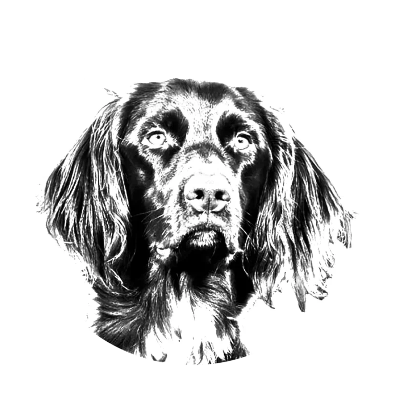 Versatile Hunting Dogs