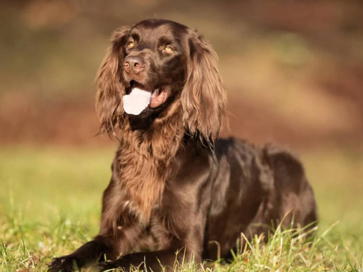 Versatile Hunting Dogs
