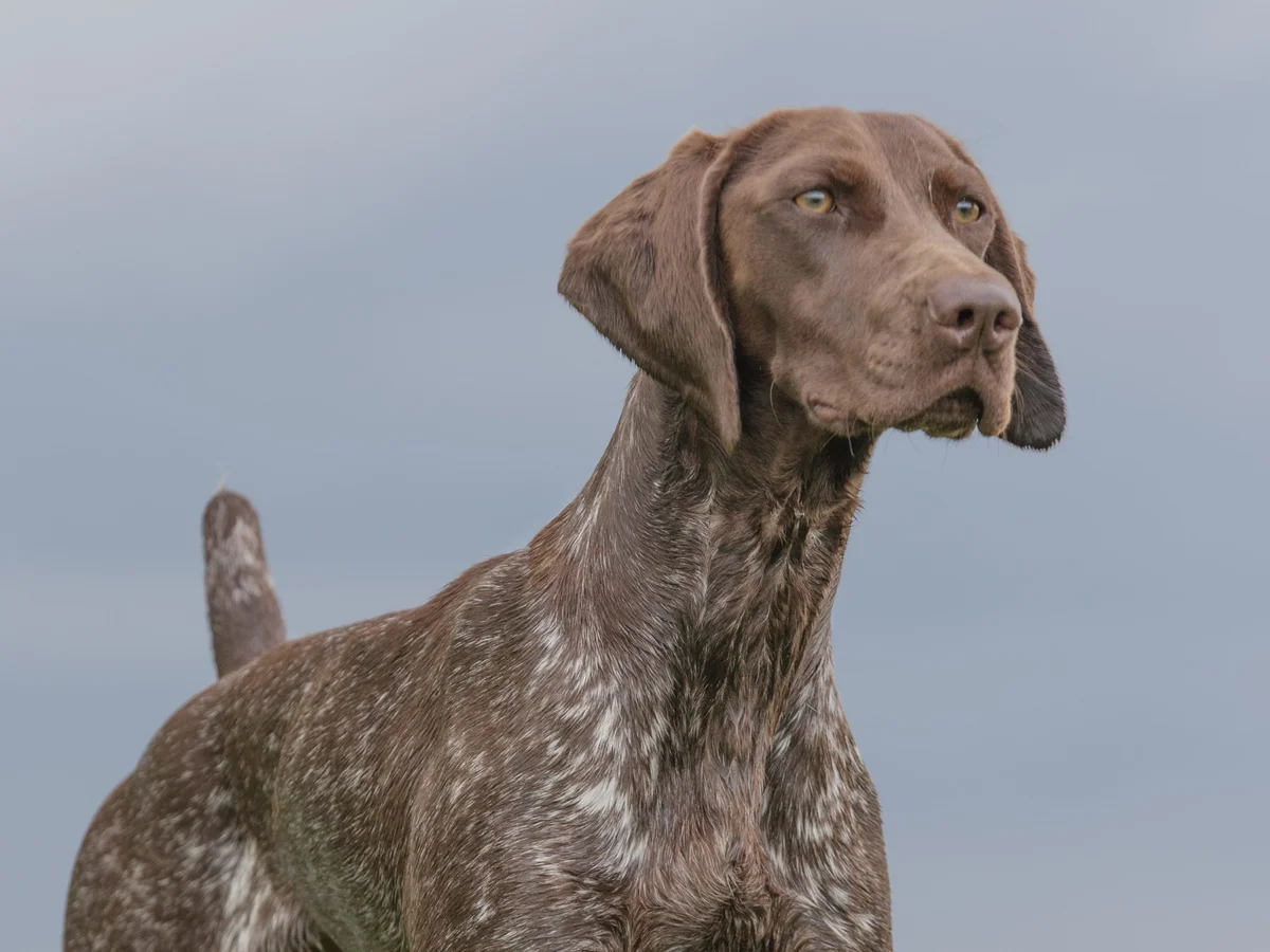 Versatile Hunting Dogs
