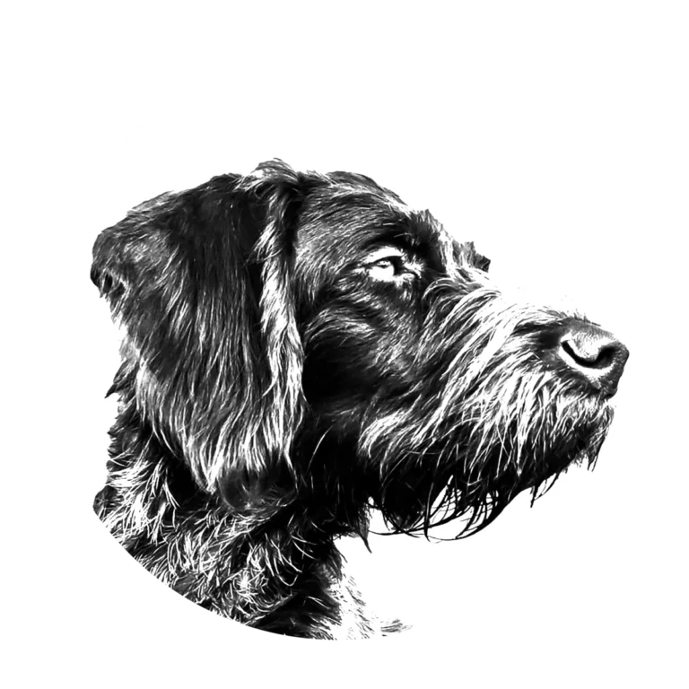 Versatile Hunting Dogs
