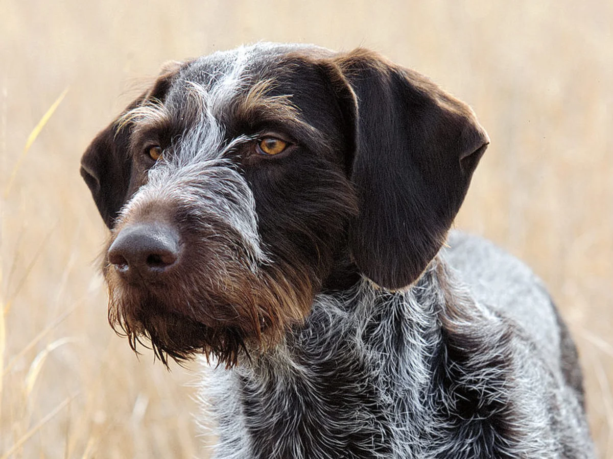 Versatile Hunting Dogs