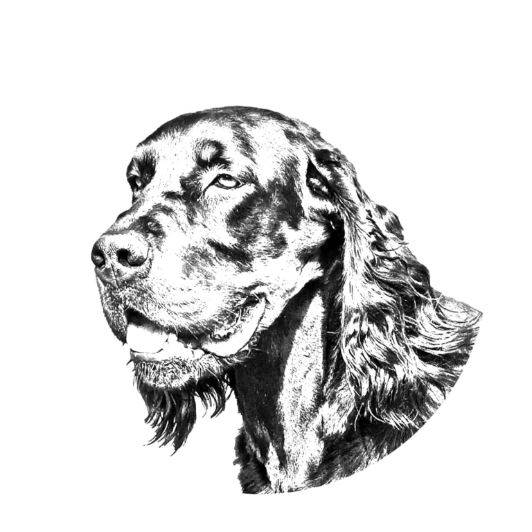 Versatile Hunting Dogs