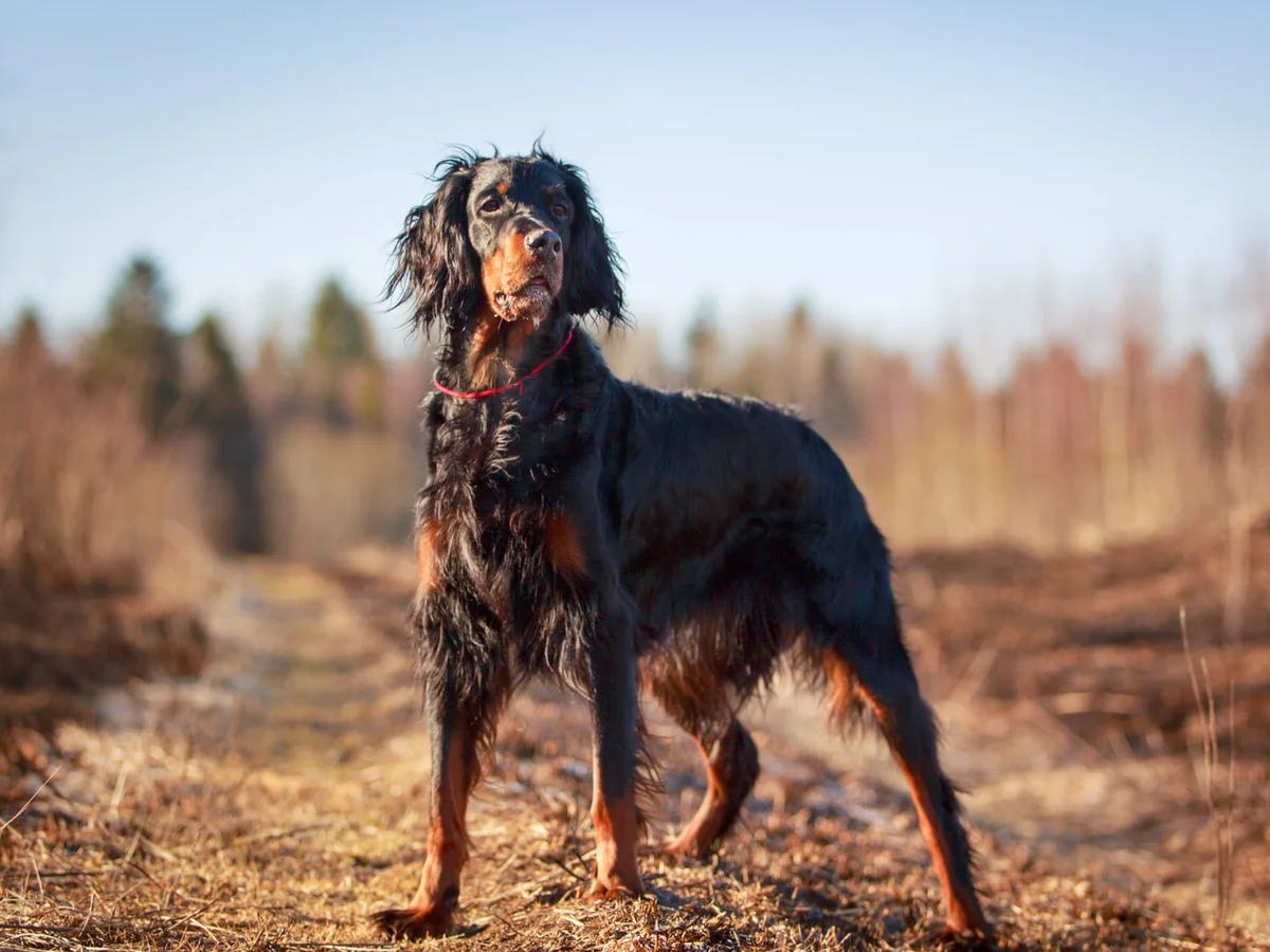 Versatile Hunting Dogs