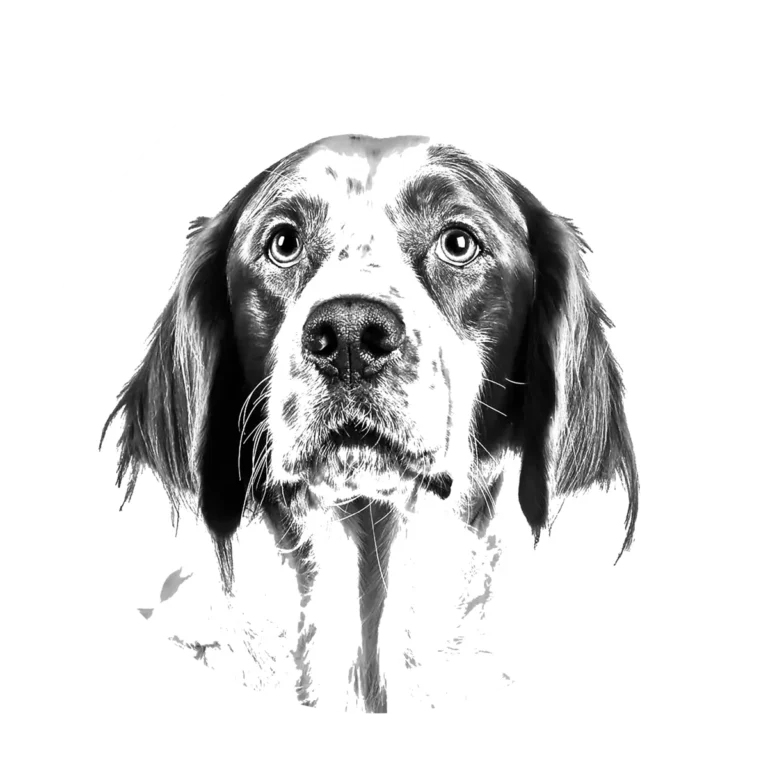 Versatile Hunting Dogs