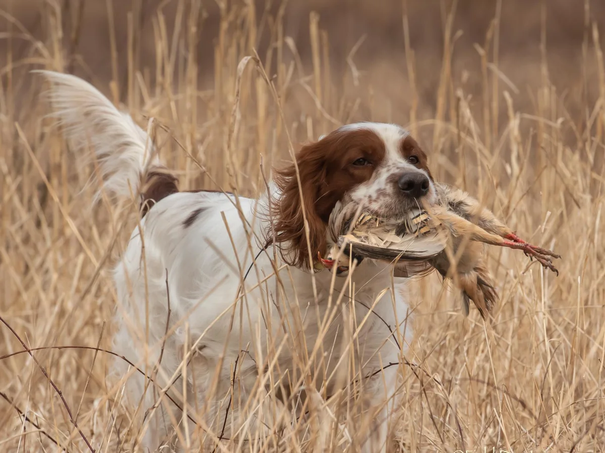 Versatile Hunting Dogs