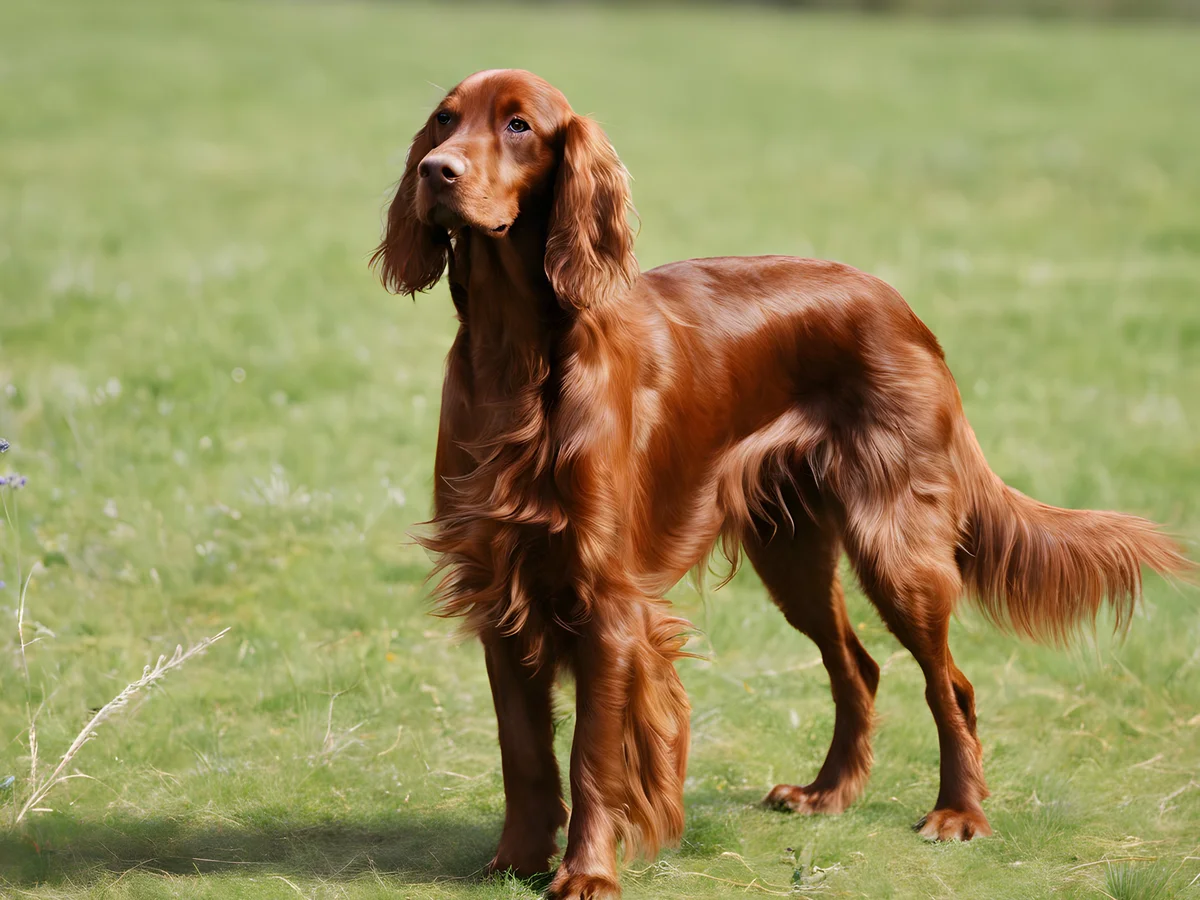 Versatile Hunting Dogs