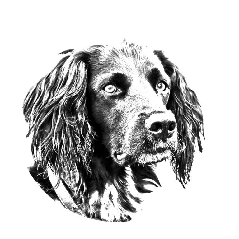 Versatile Hunting Dogs