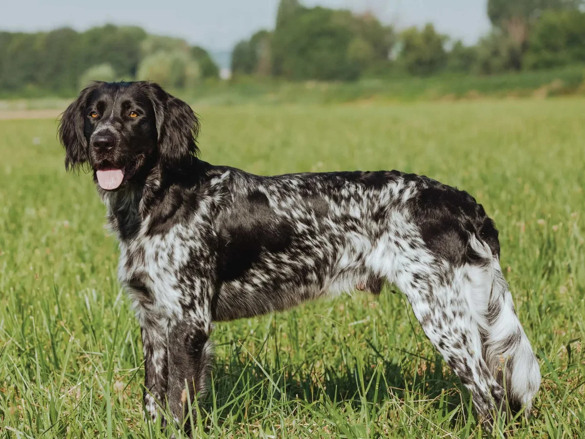 Versatile Hunting Dogs