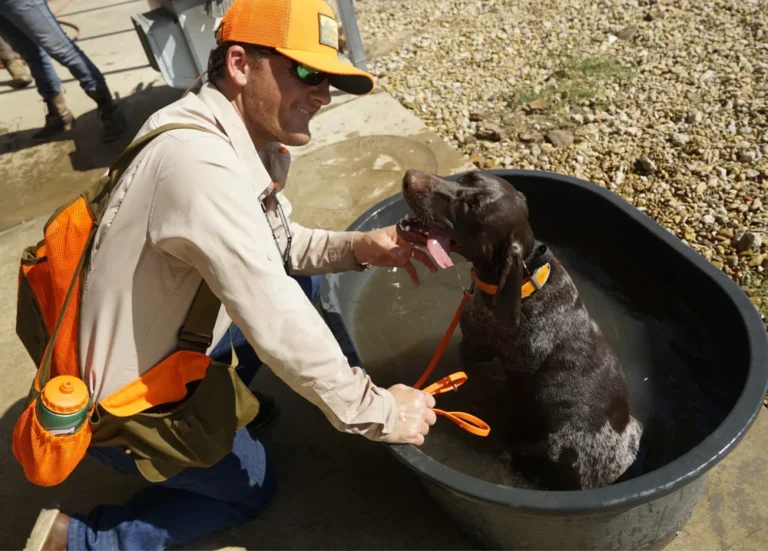 Versatile Hunting Dogs