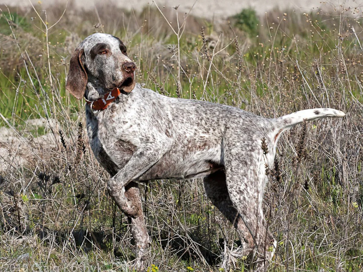 Versatile Hunting Dogs
