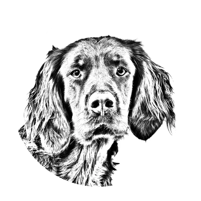 Versatile Hunting Dogs