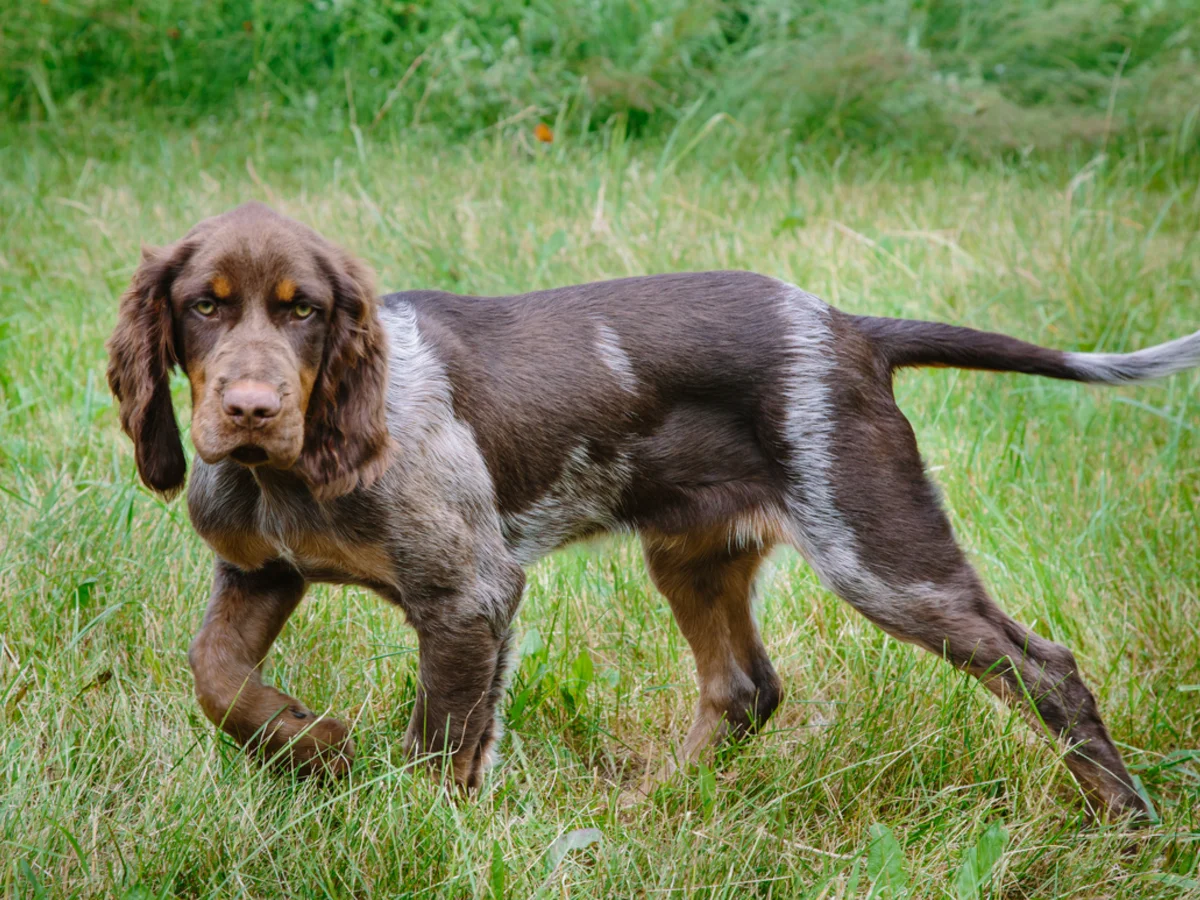 Versatile Hunting Dogs