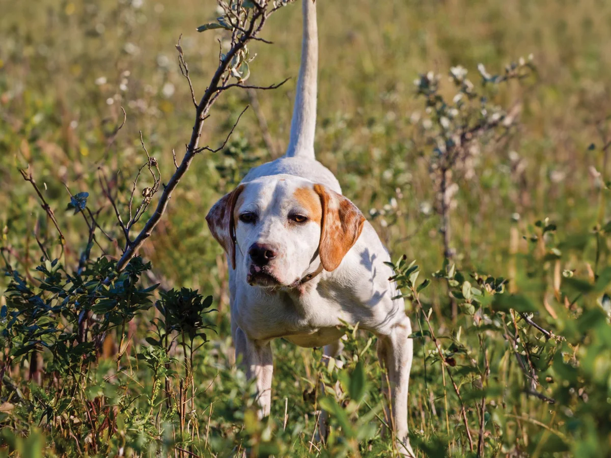 Versatile Hunting Dogs