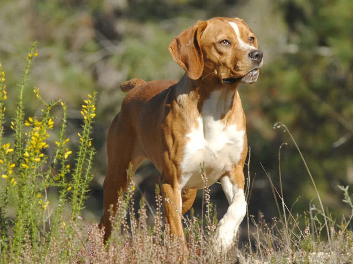 Versatile Hunting Dogs