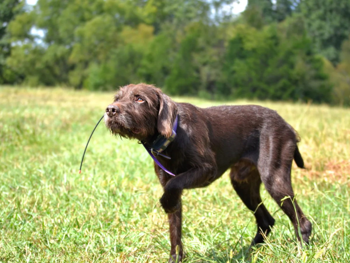 Versatile Hunting Dogs