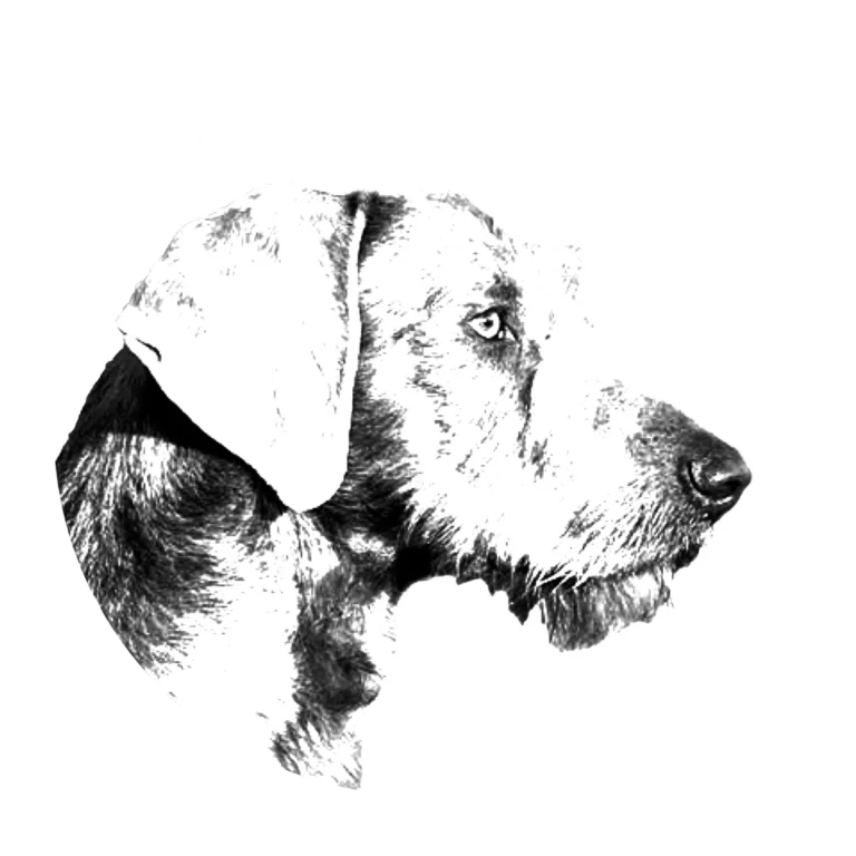 Versatile Hunting Dogs