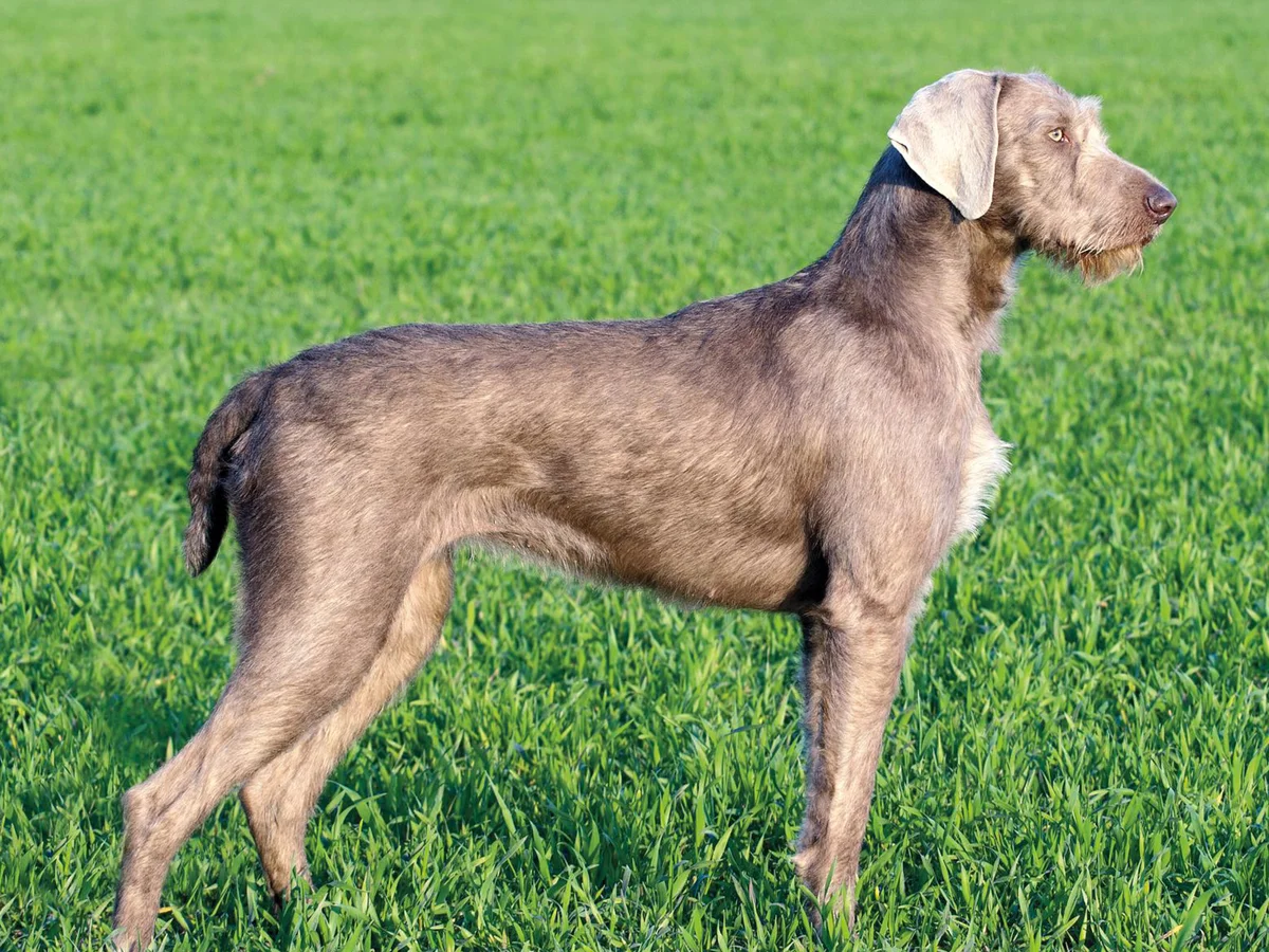 Versatile Hunting Dogs