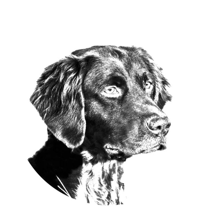 Versatile Hunting Dogs