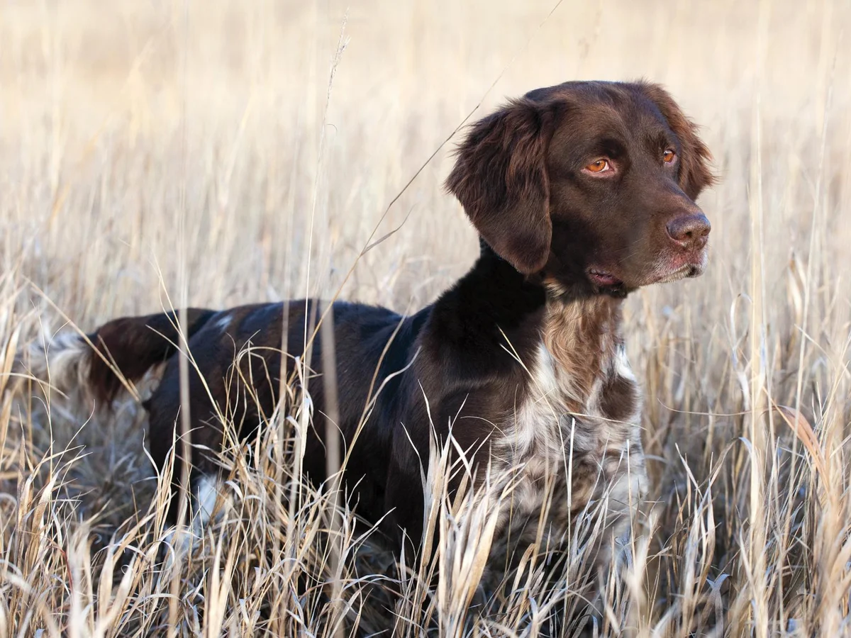 Versatile Hunting Dogs