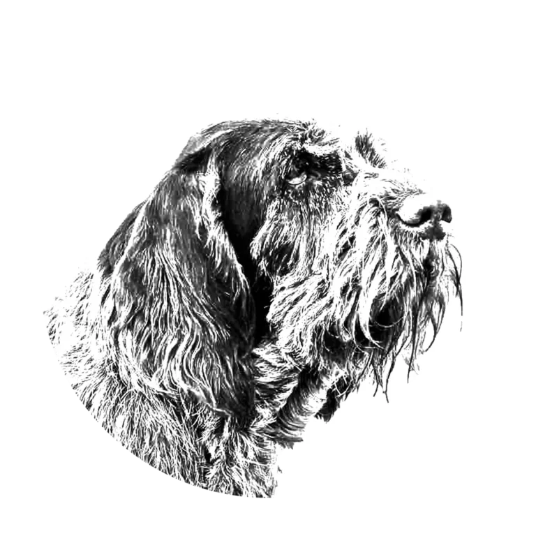 Versatile Hunting Dogs
