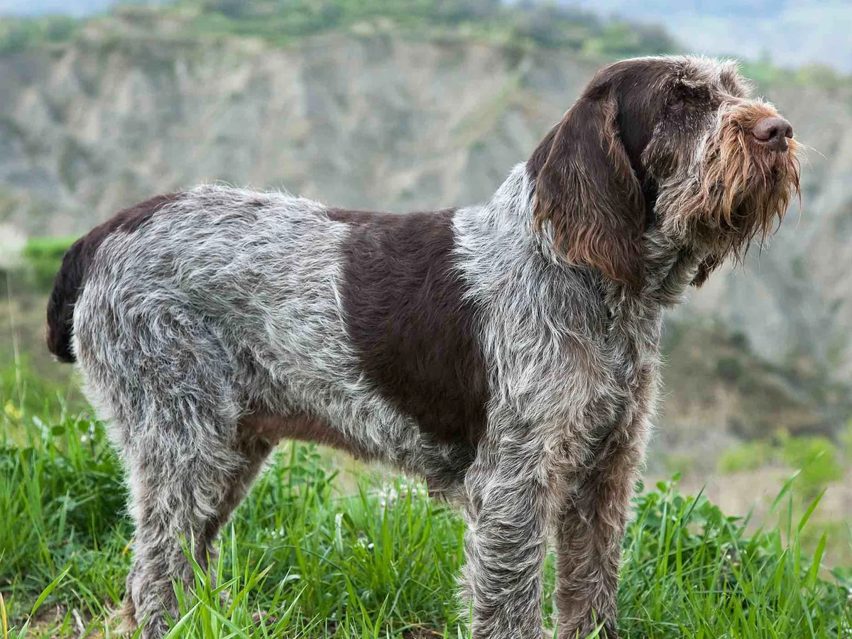 Versatile Hunting Dogs