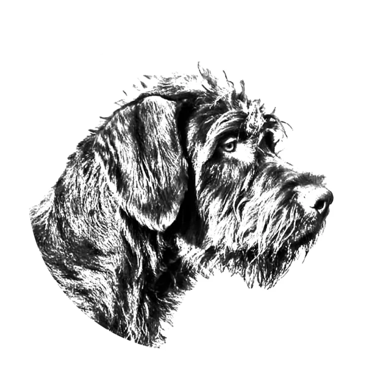 Versatile Hunting Dogs