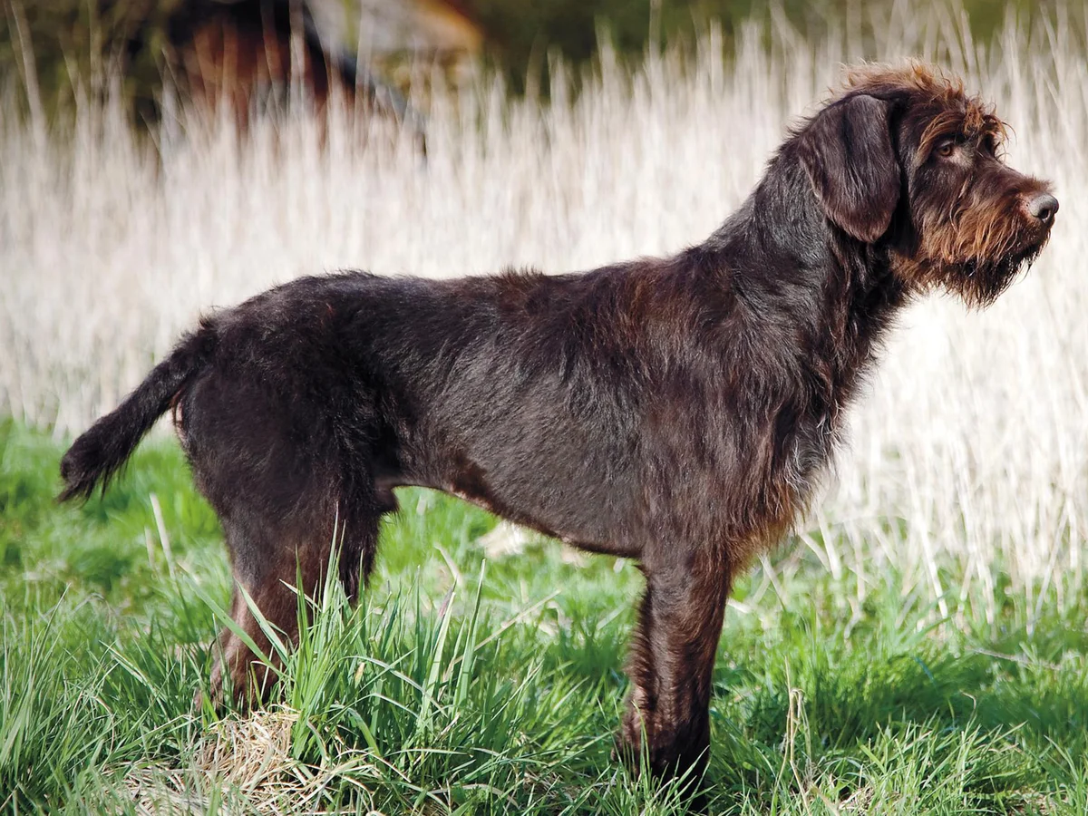 Versatile Hunting Dogs