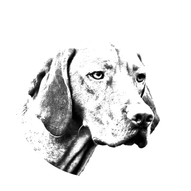 Versatile Hunting Dogs