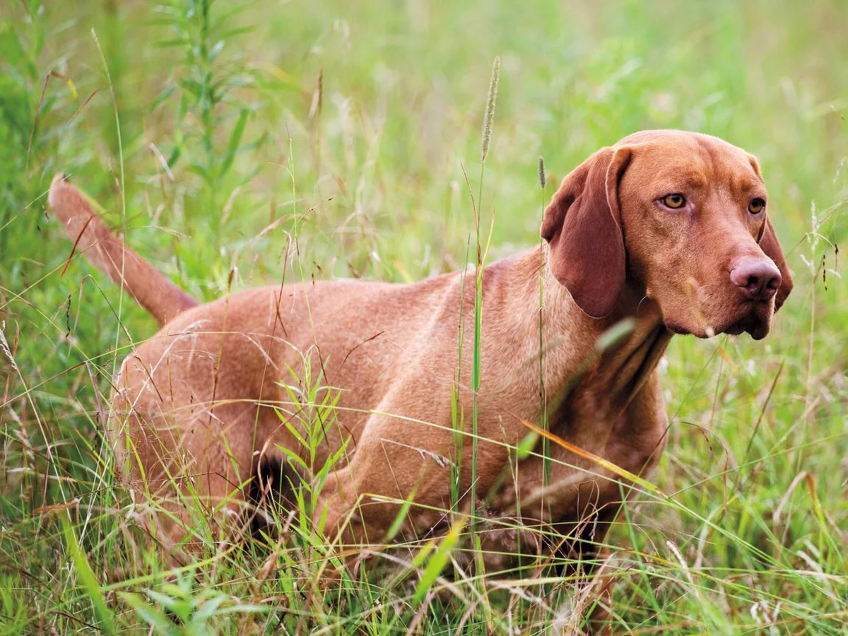 Versatile Hunting Dogs