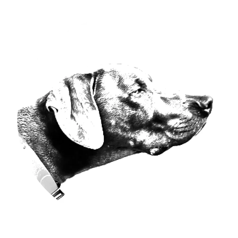 Versatile Hunting Dogs