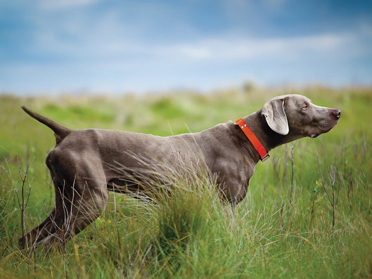 Versatile Hunting Dogs