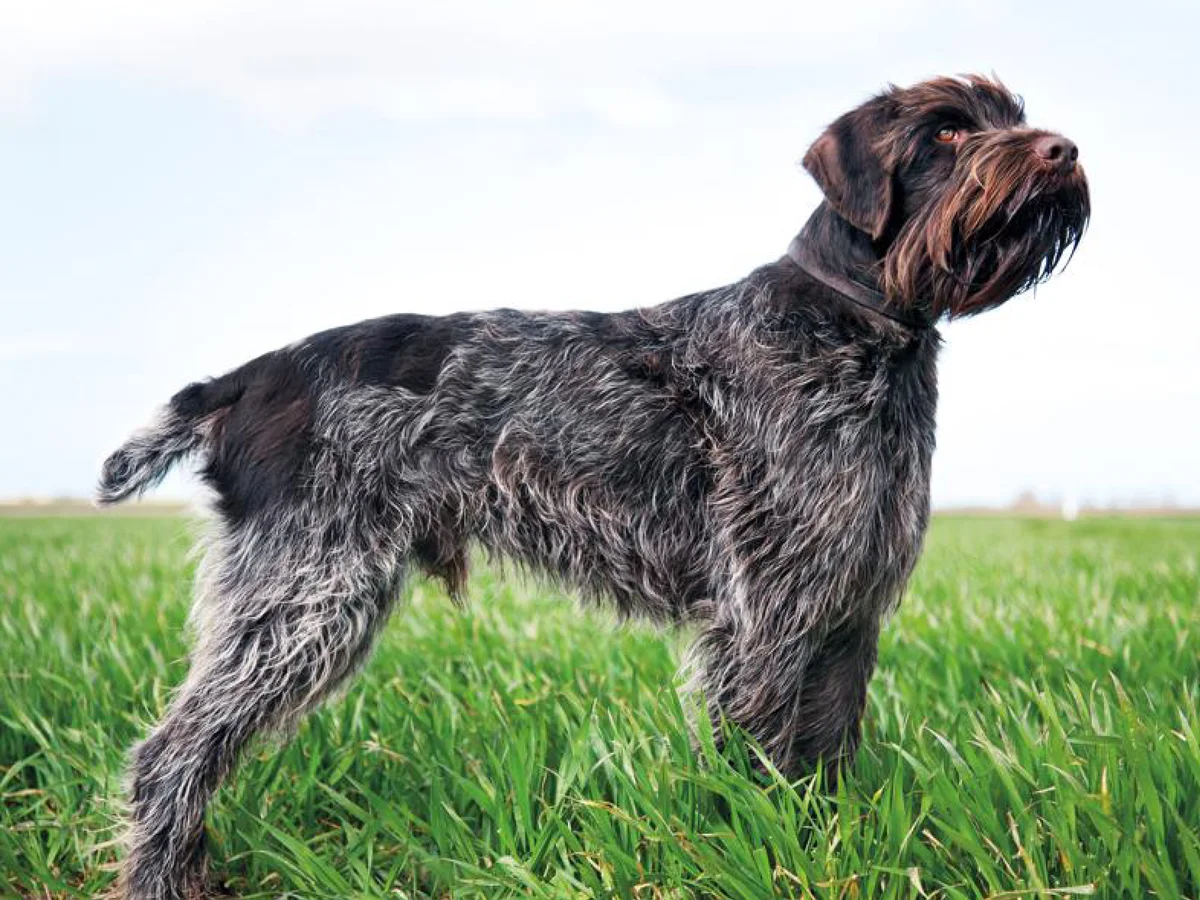 Versatile Hunting Dogs
