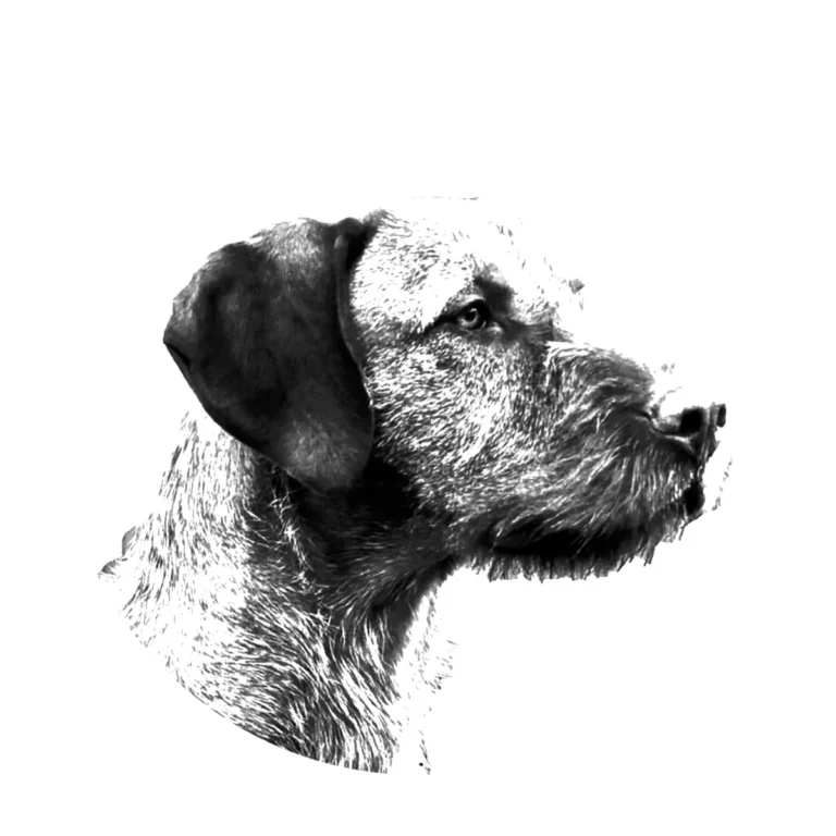 Versatile Hunting Dogs